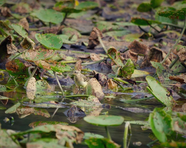Mały Ptak Szukający Pożywienia Jeziorze Otoczony Dużymi Zielonymi Liśćmi Suchymi — Zdjęcie stockowe