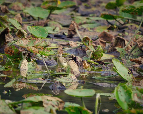 Liten Fågel Som Söker Föda Sjö Omgiven Stora Gröna Blad — Stockfoto