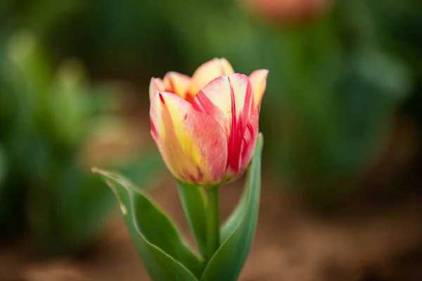 Gros Plan Une Tulipe Dans Jardin Botanique — Photo