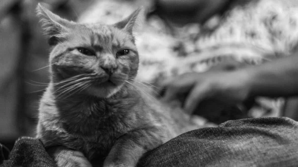 Grayscale Shot Cute Cat Owner Lap — Stock Photo, Image