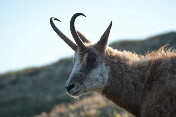 Gros Plan Tatra Chamois Sur Colline — Photo