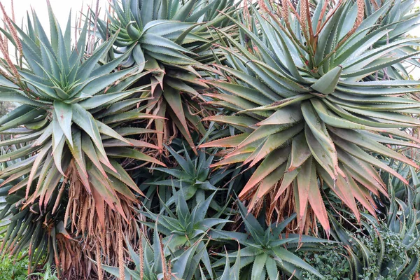 Die Schönen Saftigen Scharfen Stacheligen Blätter Der Agave Mit Roten — Stockfoto