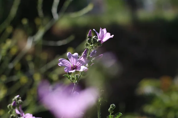 Closeup Shot Purple Malva Flowers — Stockfoto