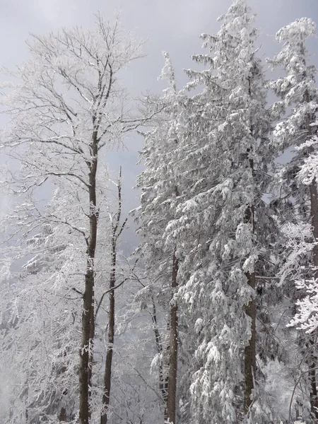 Avusturya Alplerinde Karla Kaplı Ağaçların Dikey Çekimi — Stok fotoğraf