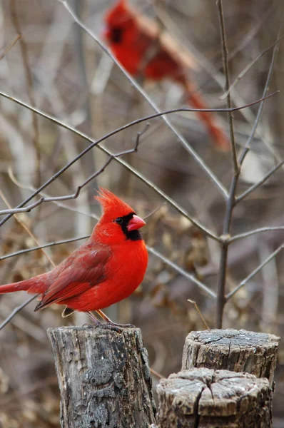 Ett Selektivt Fokus För Den Orangefärgade Kardinalfågeln Som Sitter Träet — Stockfoto