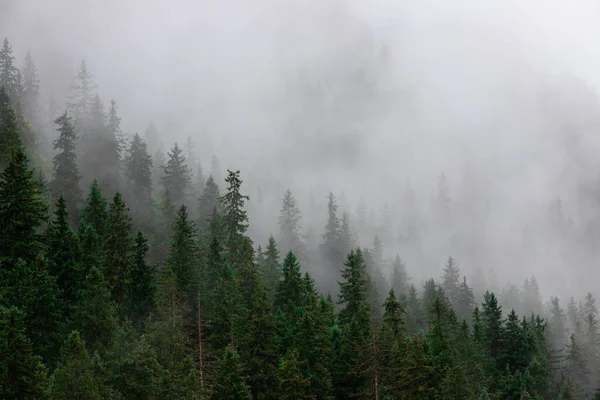 Una Vista Aérea Niebla Sobre Bosque Pinos — Foto de Stock
