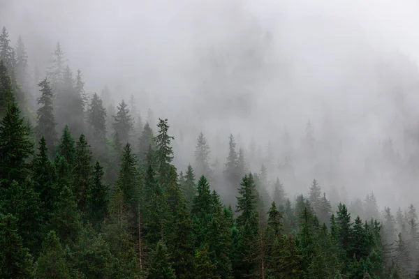 Flygbild Dimman Över Tallskogen — Stockfoto