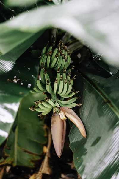 Tiro Close Pequenas Bananas Crescendo Árvore — Fotografia de Stock