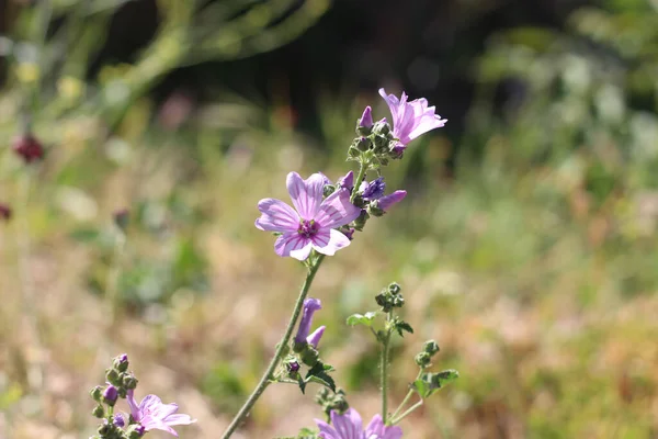 Closeup Shot Purple Malva Flowers — Stockfoto