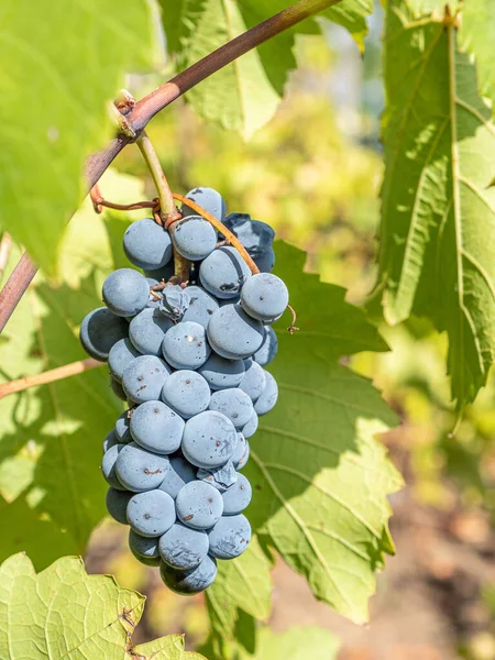 Les Raisins Dans Jardin — Photo