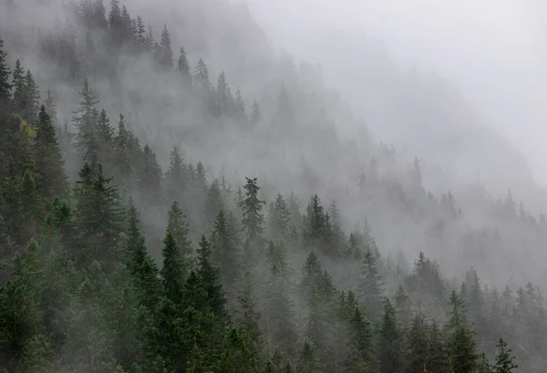 Eine Luftaufnahme Des Nebels Über Dem Kiefernwald — Stockfoto