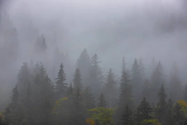 Uma Vista Aérea Nevoeiro Sobre Floresta Pinheiros — Fotografia de Stock