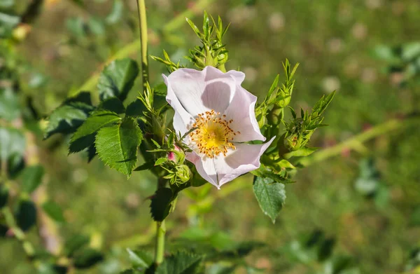 Enfoque Selectivo Una Rosa Perro Rosa Canina — Foto de Stock