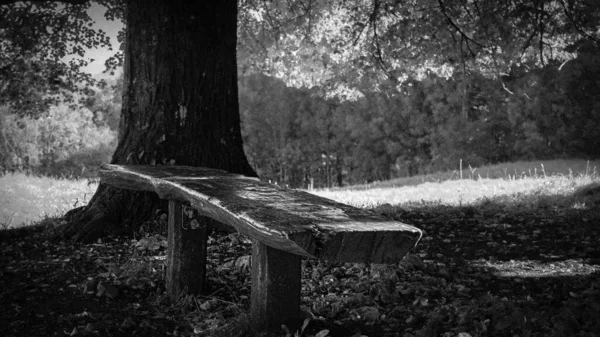 Grayscale Shot Bench Park — Stock Photo, Image