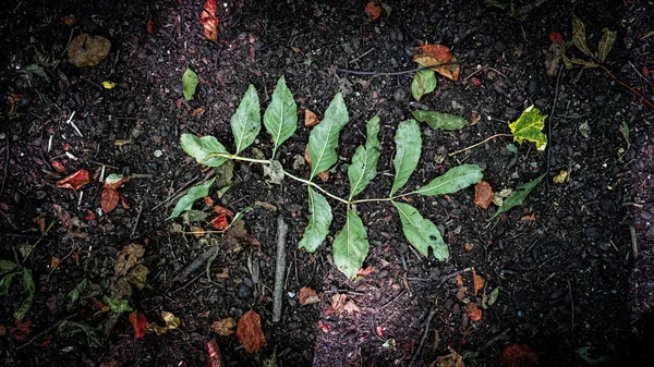 Tetején Száraz Levelek Földön Egy Erdőben — Stock Fotó