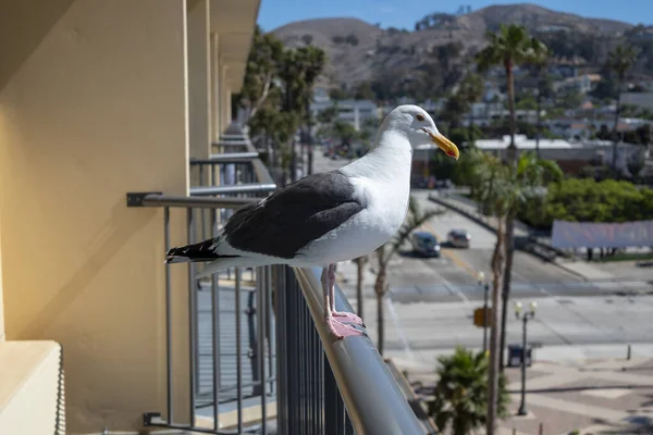 Closeup Shot Seagull Perched Metal Railings — Foto de Stock