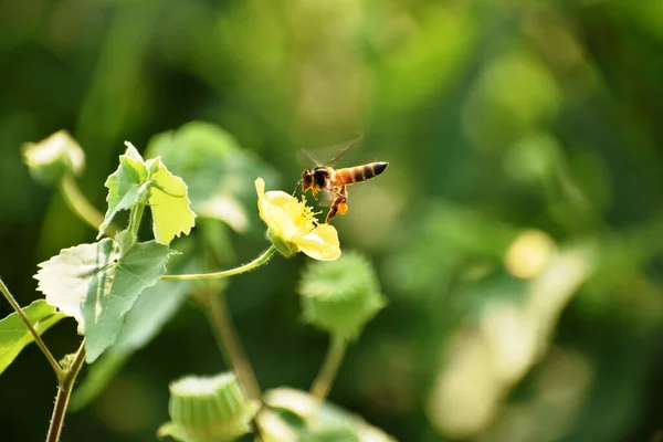 蜜蜂给花授粉的蜜蜂 — 图库照片
