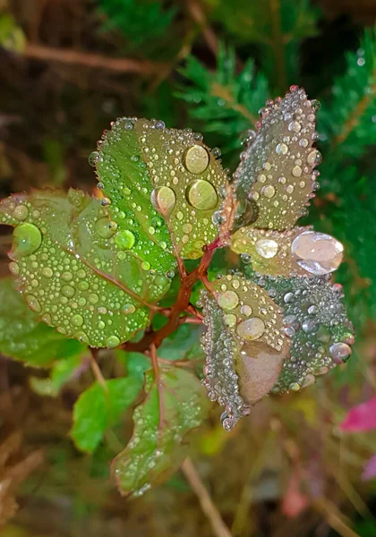 Many Raindrops Leaves Plant — Stock Photo, Image