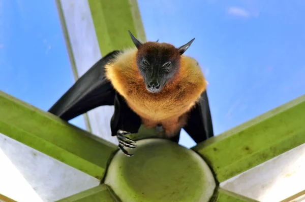 Pequeño Zorro Volador Coronado Oro Una Hélice — Foto de Stock