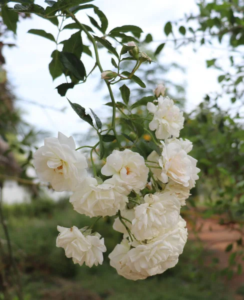 Вертикальний Знімок Вирощування Білих Альпіністських Троянд — стокове фото