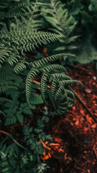 Detailní Záběr Listnatou Rostlinu — Stock fotografie