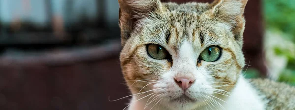 Gros Plan Chat Mignon Aux Yeux Verts — Photo