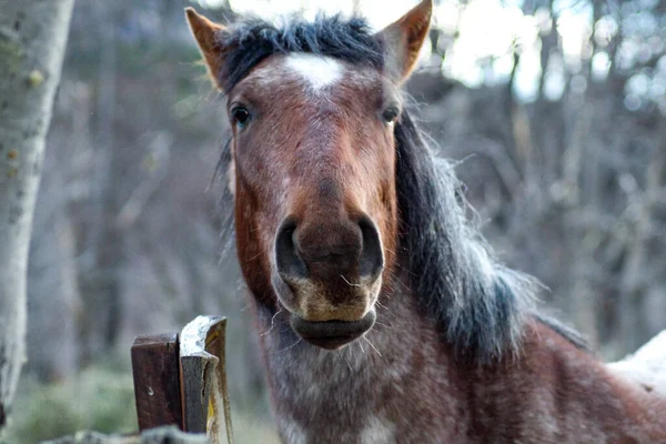 Mělké Soustředění Koně Ponurý Den Venku — Stock fotografie