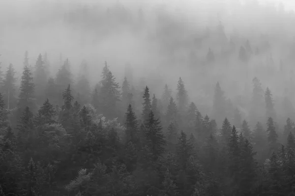 Vzdušný Pohled Mlhu Nad Borovým Lesem — Stock fotografie