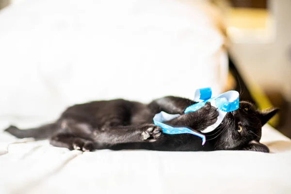 Eine Nahaufnahme Einer Schwarzen Katze Die Auf Niedliche Weise Mit — Stockfoto
