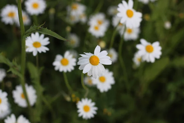 Gros Plan Fleurs Camomille Blanche — Photo