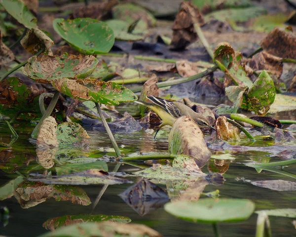 湿地にある湖の外に突き出た植物に飛びつくかわいい鳥 — ストック写真