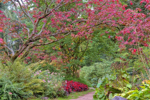 Beautiful Lush Red Green Blossoms Plants — Foto de Stock