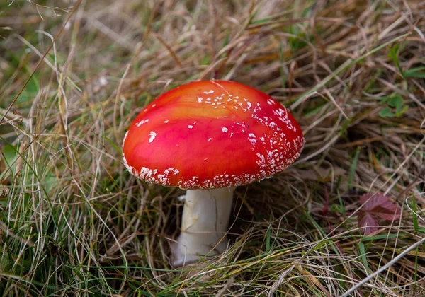 Close Com Cogumelo Amanita Muscaria Grama — Fotografia de Stock