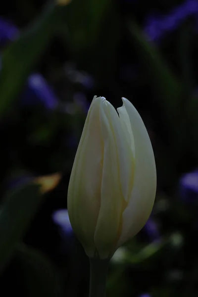 Enfoque Selectivo Tulipán Blanco Creciendo Jardín Natural Sydney Australia — Foto de Stock