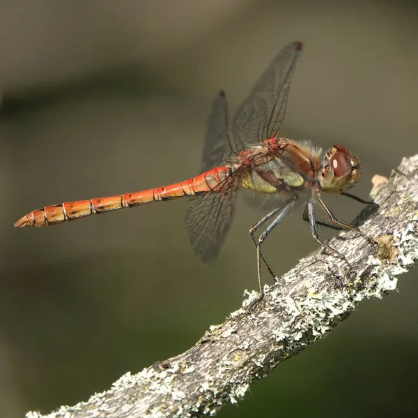 Closeup Shot Common Darter Dragonfly Branch Tree — Stockfoto