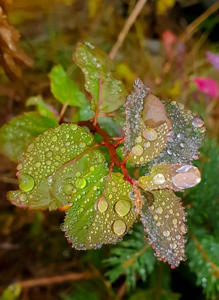 Πολλές Σταγόνες Βροχής Στα Φύλλα Ενός Φυτού — Φωτογραφία Αρχείου