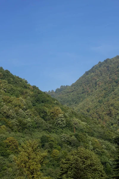 在阳光明媚的日子里 在乡间的群山上 一幅幅美丽的 垂直的 生机勃勃的绿树 — 图库照片