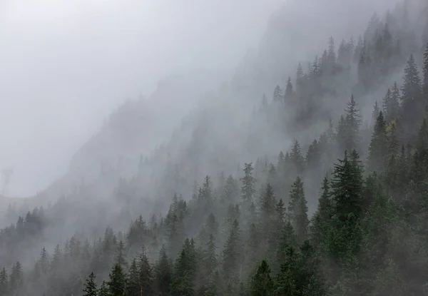 Eine Luftaufnahme Des Nebels Über Dem Kiefernwald — Stockfoto