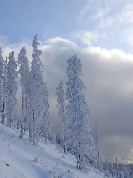 오스트리아 알프스 산맥의 눈덮인 나무들의 — 스톡 사진