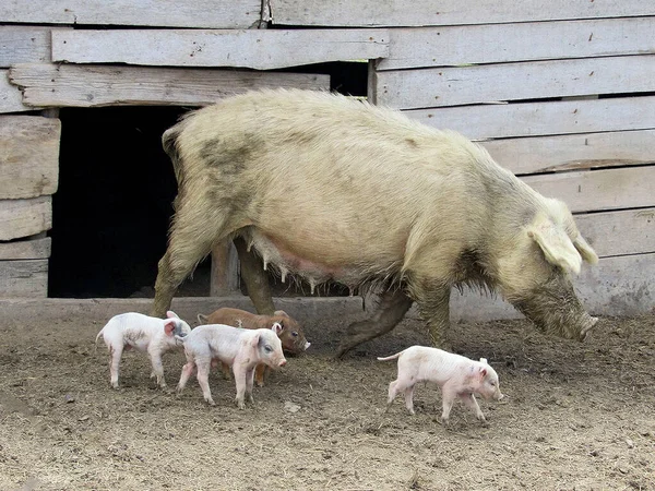 Close Shot Sow Four Little Piglets Farm Day Light — Stock Photo, Image