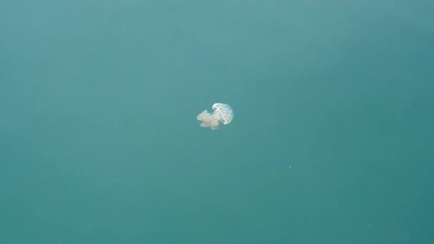 Closeup Jellyfish Swimming Underwater Moving Water Pattern — Stock Video
