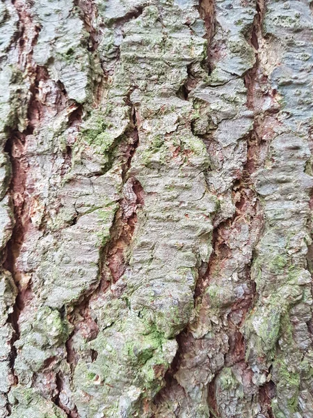 Κάθετη Λήψη Υφής Φλοιού Βρεγμένου Δέντρου — Φωτογραφία Αρχείου