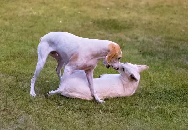 Pair Adorable Dogs Play Fighting Meadow — Stock Photo, Image