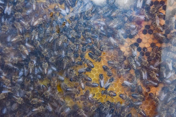 Zbliżenie Pszczół Produkujących Miód Grzebieniu Widziałem Przez Szybę Skupienie Selektywne — Zdjęcie stockowe