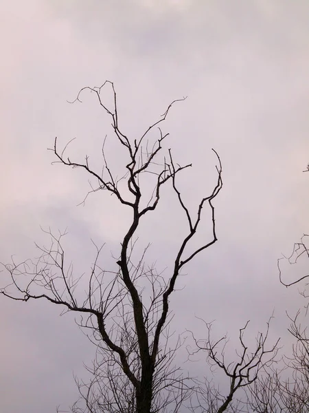 Een Verticaal Shot Van Gedroogde Bomen Bij Zonsondergang — Stockfoto