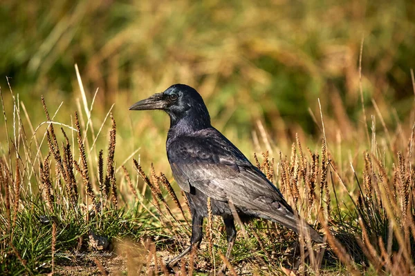 Closeup Black American Crow Field Dry Grass — Stok fotoğraf