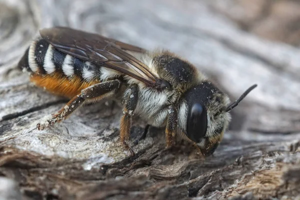 Большая Довольно Красочная Пчела Листоед Южной Франции Megachile Albisecta — стоковое фото
