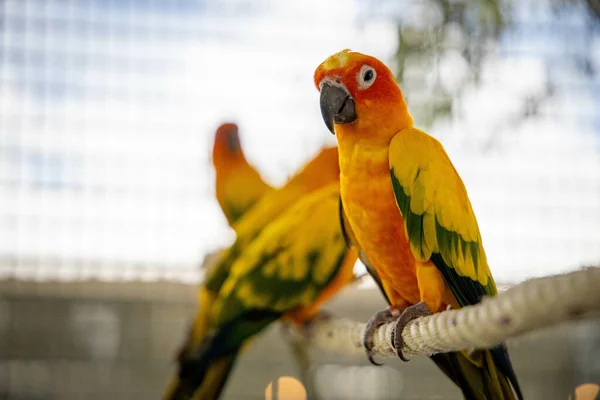 Tiro Close Papagaios Laranja Verde Uma Gaiola — Fotografia de Stock