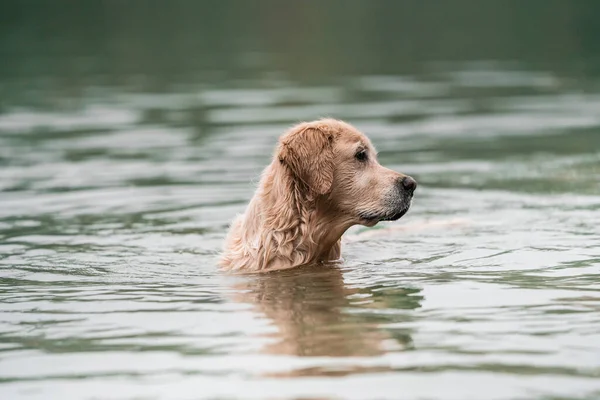 Eine Auswahl Eines Golden Retrievers Beim Baden Einem See — Stockfoto