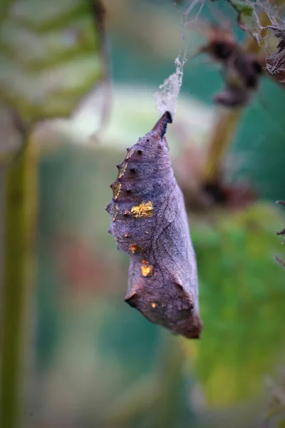 Zbliżenie Odizolowany Kokon Motyl Vanessa Atalanta Wiszące Roślinności Ogrodzie — Zdjęcie stockowe